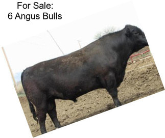 For Sale: 6 Angus Bulls