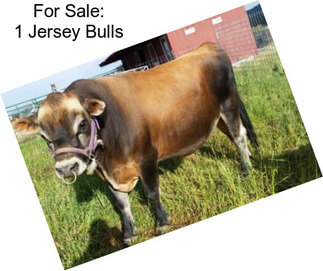 For Sale: 1 Jersey Bulls