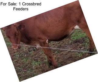 For Sale: 1 Crossbred Feeders