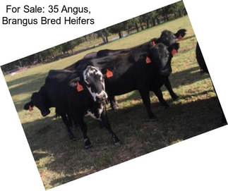 For Sale: 35 Angus, Brangus Bred Heifers
