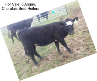 For Sale: 5 Angus, Charolais Bred Heifers