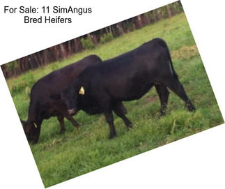 For Sale: 11 SimAngus Bred Heifers