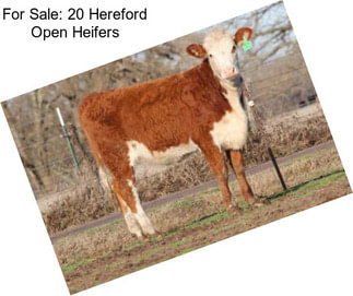 For Sale: 20 Hereford Open Heifers