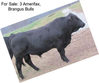 For Sale: 3 Amerifax, Brangus Bulls