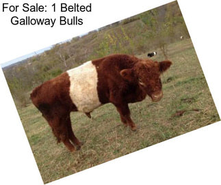 For Sale: 1 Belted Galloway Bulls