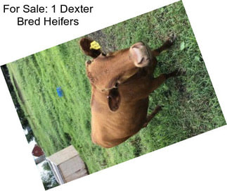 For Sale: 1 Dexter Bred Heifers