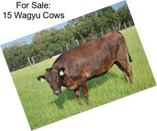 For Sale: 15 Wagyu Cows