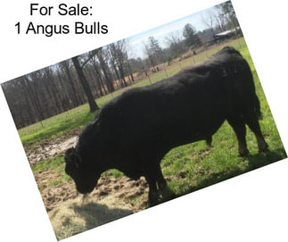 For Sale: 1 Angus Bulls