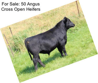 For Sale: 50 Angus Cross Open Heifers