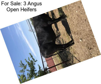 For Sale: 3 Angus Open Heifers
