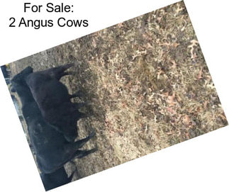 For Sale: 2 Angus Cows