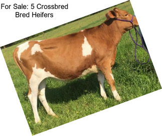 For Sale: 5 Crossbred Bred Heifers