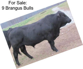 For Sale: 9 Brangus Bulls