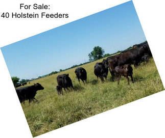 For Sale: 40 Holstein Feeders