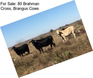 For Sale: 80 Brahman Cross, Brangus Cows