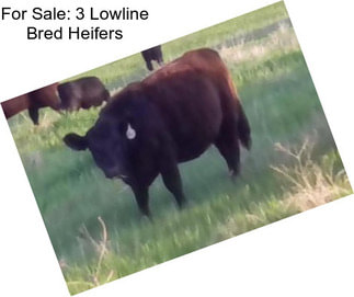 For Sale: 3 Lowline Bred Heifers