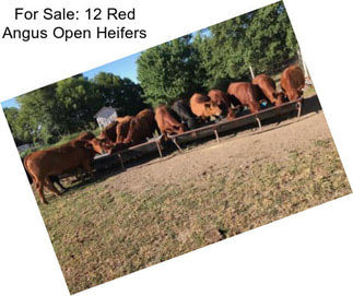 For Sale: 12 Red Angus Open Heifers