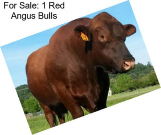 For Sale: 1 Red Angus Bulls