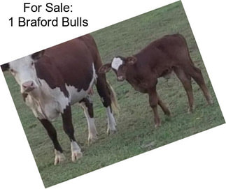 For Sale: 1 Braford Bulls