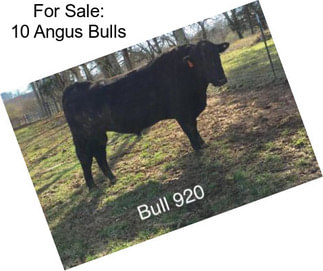 For Sale: 10 Angus Bulls