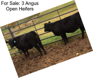 For Sale: 3 Angus Open Heifers