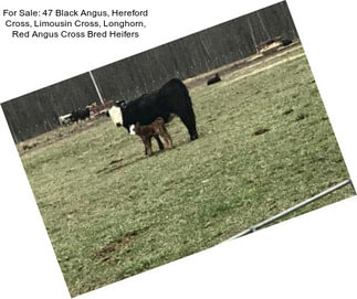 For Sale: 47 Black Angus, Hereford Cross, Limousin Cross, Longhorn, Red Angus Cross Bred Heifers