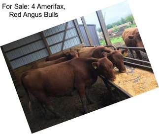 For Sale: 4 Amerifax, Red Angus Bulls