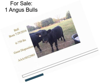 For Sale: 1 Angus Bulls