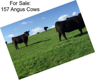 For Sale: 157 Angus Cows