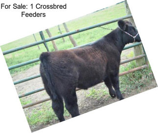 For Sale: 1 Crossbred Feeders