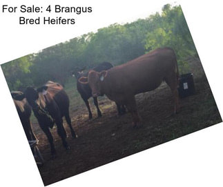 For Sale: 4 Brangus Bred Heifers