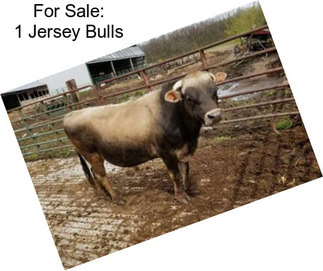 For Sale: 1 Jersey Bulls