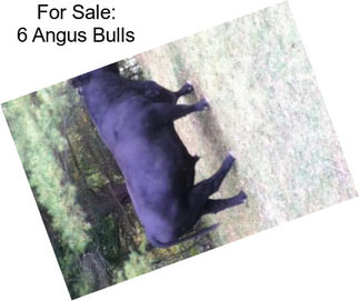 For Sale: 6 Angus Bulls