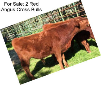 For Sale: 2 Red Angus Cross Bulls