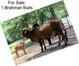 For Sale: 1 Brahman Bulls