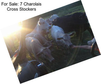 For Sale: 7 Charolais Cross Stockers