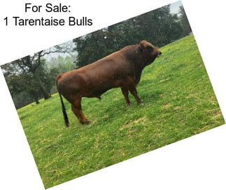 For Sale: 1 Tarentaise Bulls