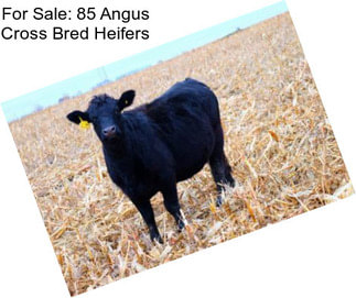 For Sale: 85 Angus Cross Bred Heifers