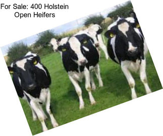 For Sale: 400 Holstein Open Heifers