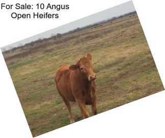 For Sale: 10 Angus Open Heifers