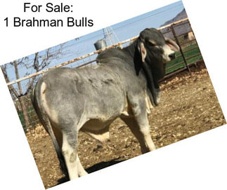 For Sale: 1 Brahman Bulls