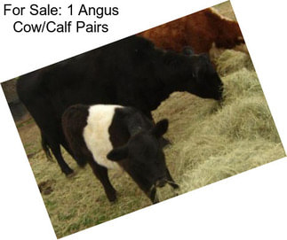 For Sale: 1 Angus Cow/Calf Pairs