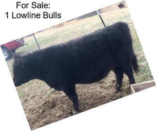 For Sale: 1 Lowline Bulls