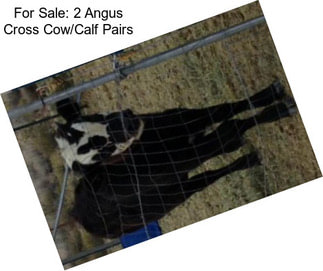 For Sale: 2 Angus Cross Cow/Calf Pairs