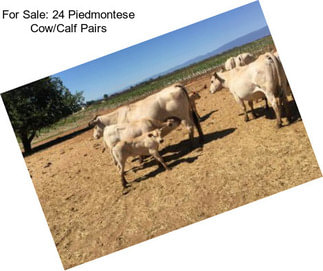 For Sale: 24 Piedmontese Cow/Calf Pairs