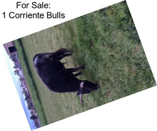 For Sale: 1 Corriente Bulls