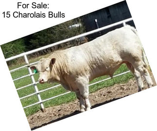 For Sale: 15 Charolais Bulls