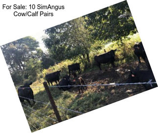 For Sale: 10 SimAngus Cow/Calf Pairs