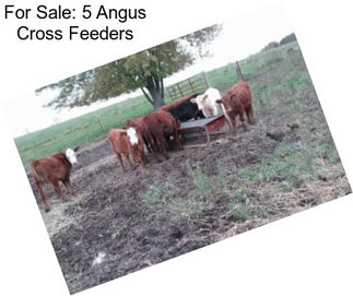 For Sale: 5 Angus Cross Feeders