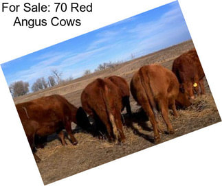 For Sale: 70 Red Angus Cows